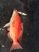 Load image into Gallery viewer, Reef Thief- Pink &amp; White